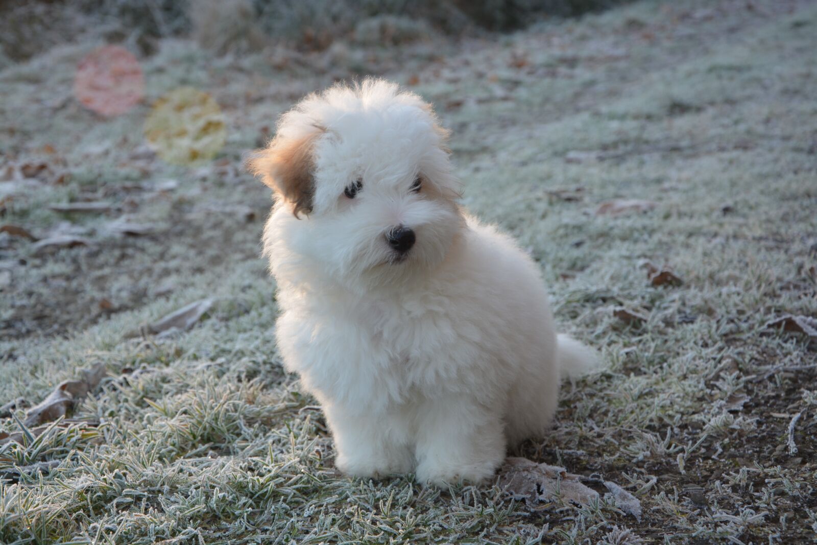 Nikon D5200 sample photo. Puppy, cotton tulear, dog photography