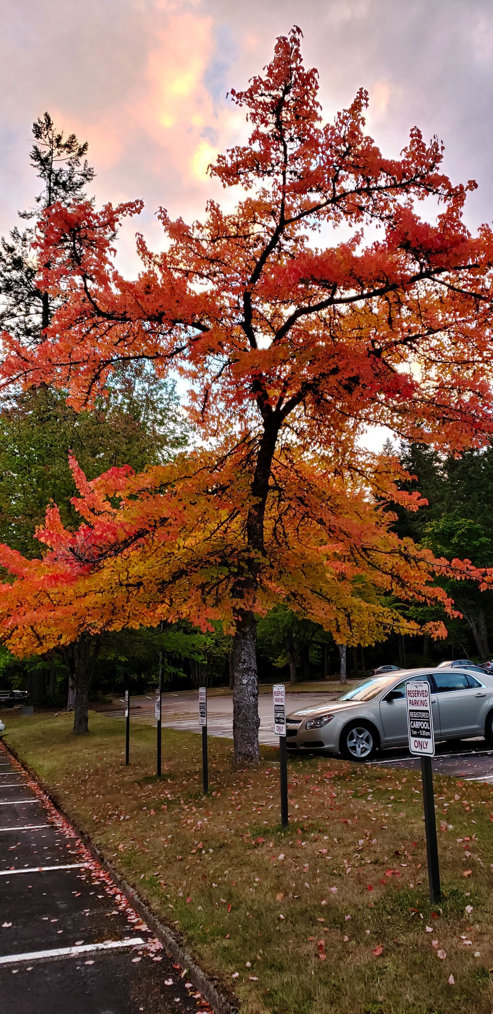 Samsung Galaxy Note9 sample photo. Tree, autumn, colorful photography