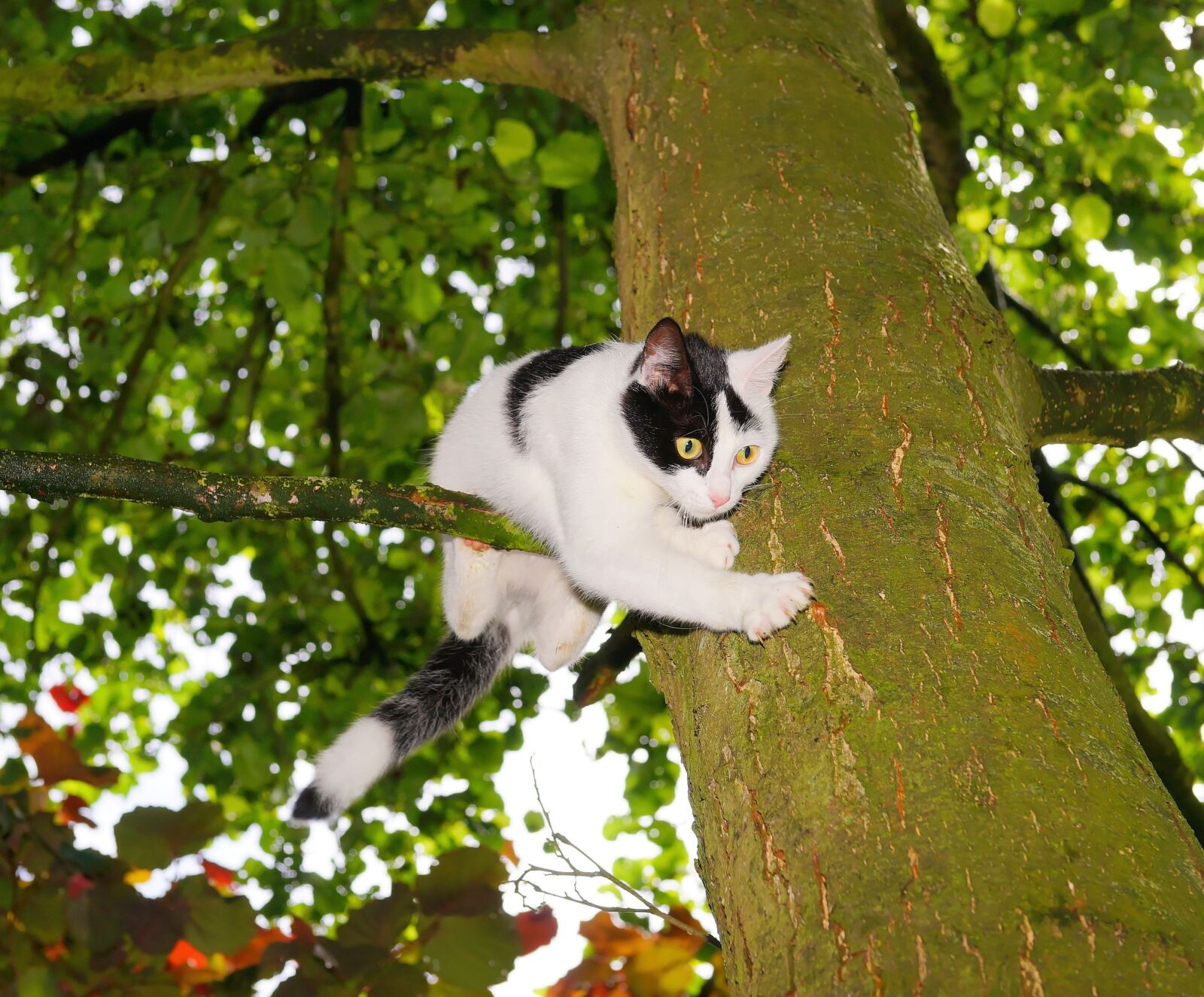 Sony a99 II + Sony Planar T* 50mm F1.4 ZA SSM sample photo. Cat, tree, climb photography