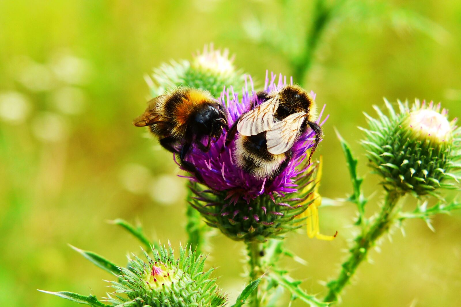 Panasonic Lumix DMC-FZ200 sample photo. Bumblebee gas, pszczo owate photography