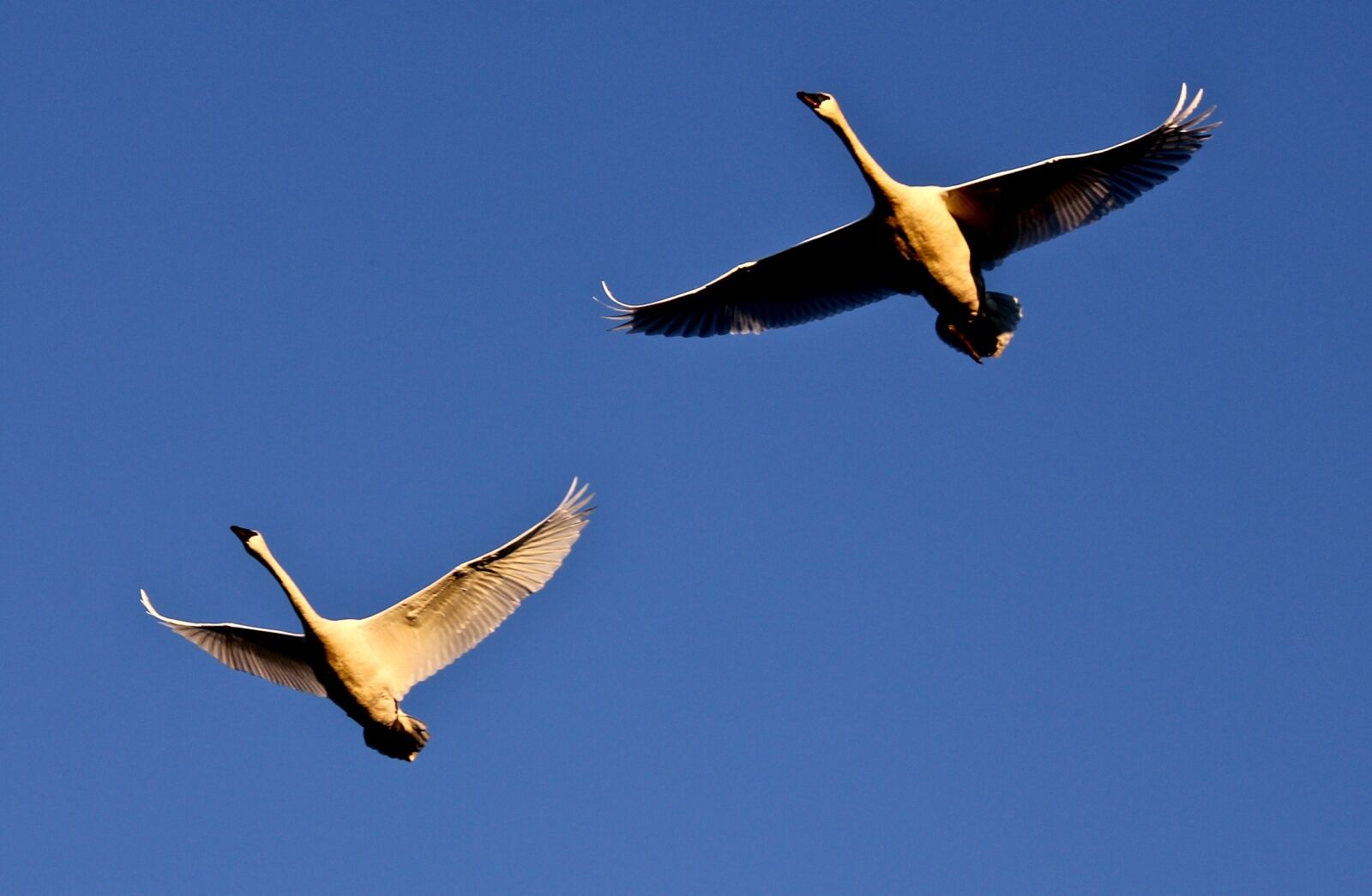 Canon EOS 550D (EOS Rebel T2i / EOS Kiss X4) sample photo. Trumpeter swans, flying, wild photography