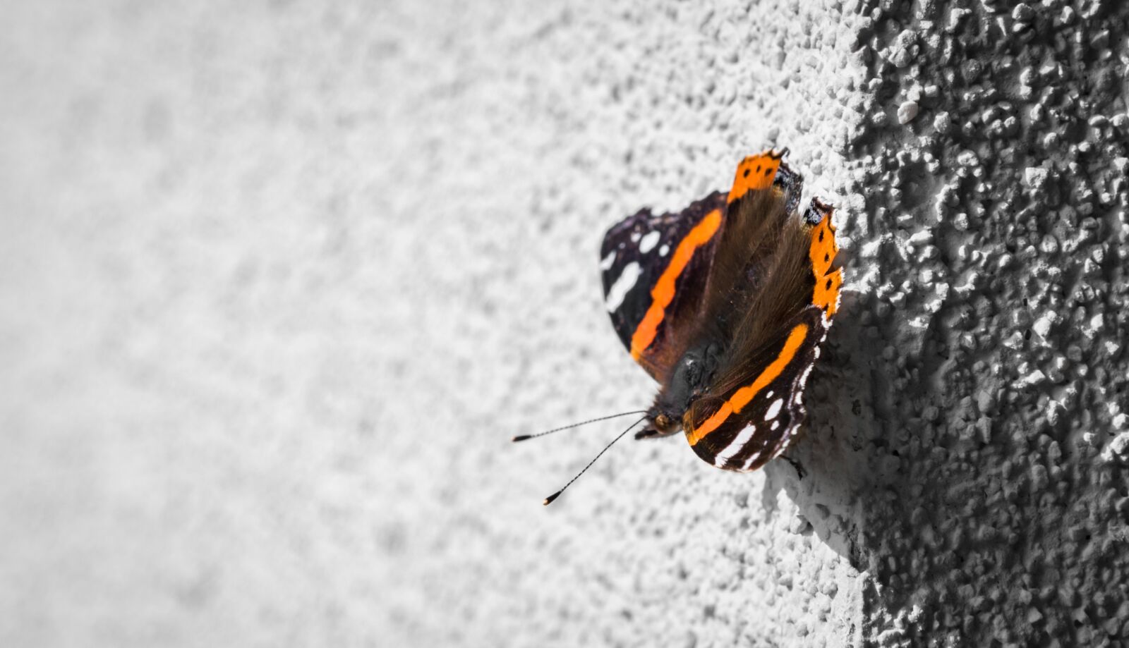 Nikon D750 sample photo. Butterfly, papillon, soleil photography