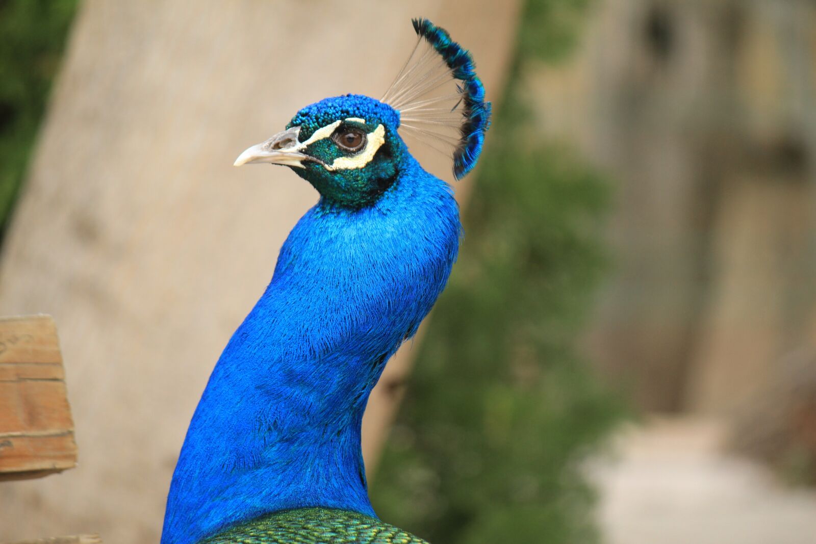 Canon EF-S 55-250mm F4-5.6 IS sample photo. Peacock, blue, beautiful photography