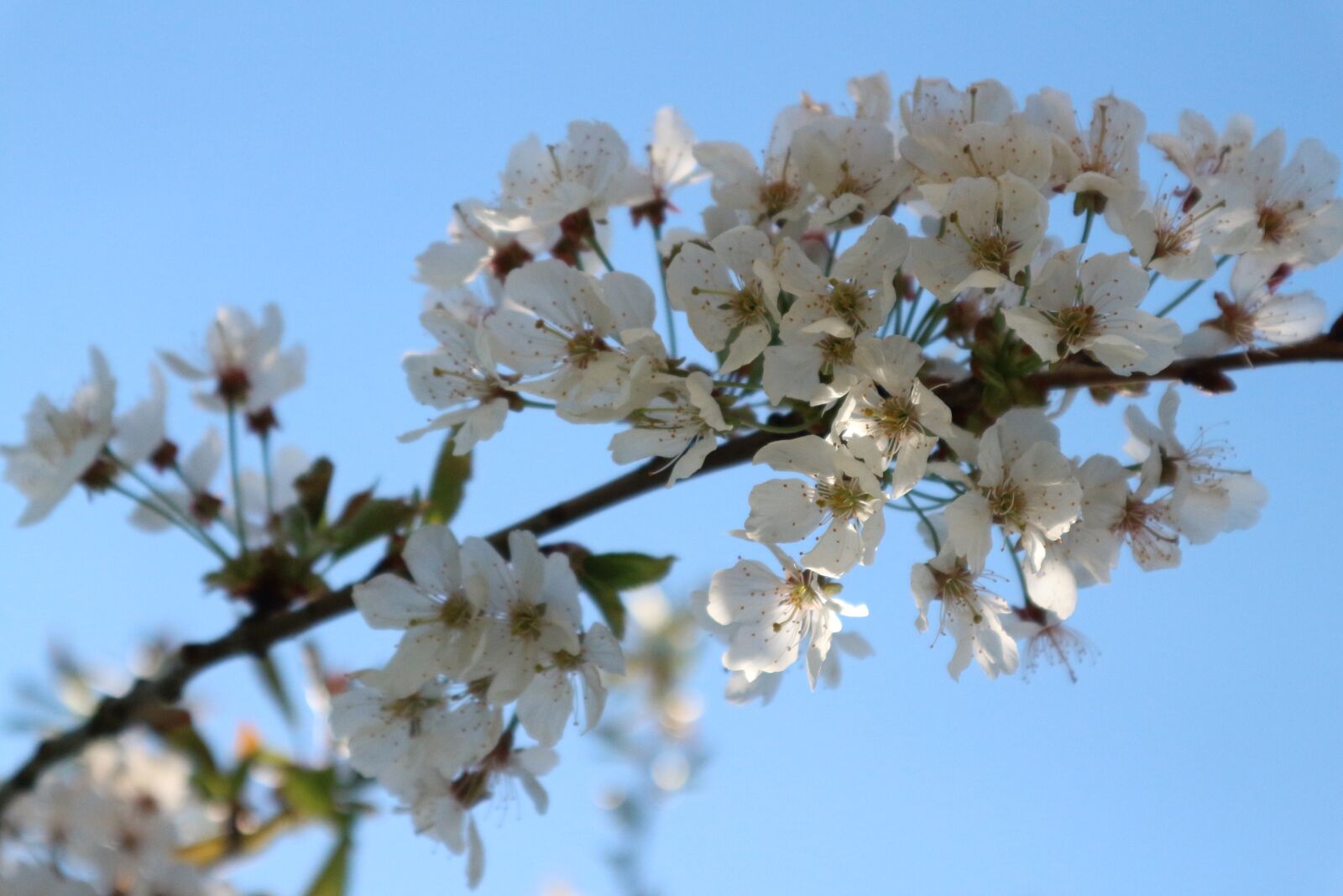 Canon EF-M 15-45mm F3.5-6.3 IS STM sample photo. White, blue, skye photography