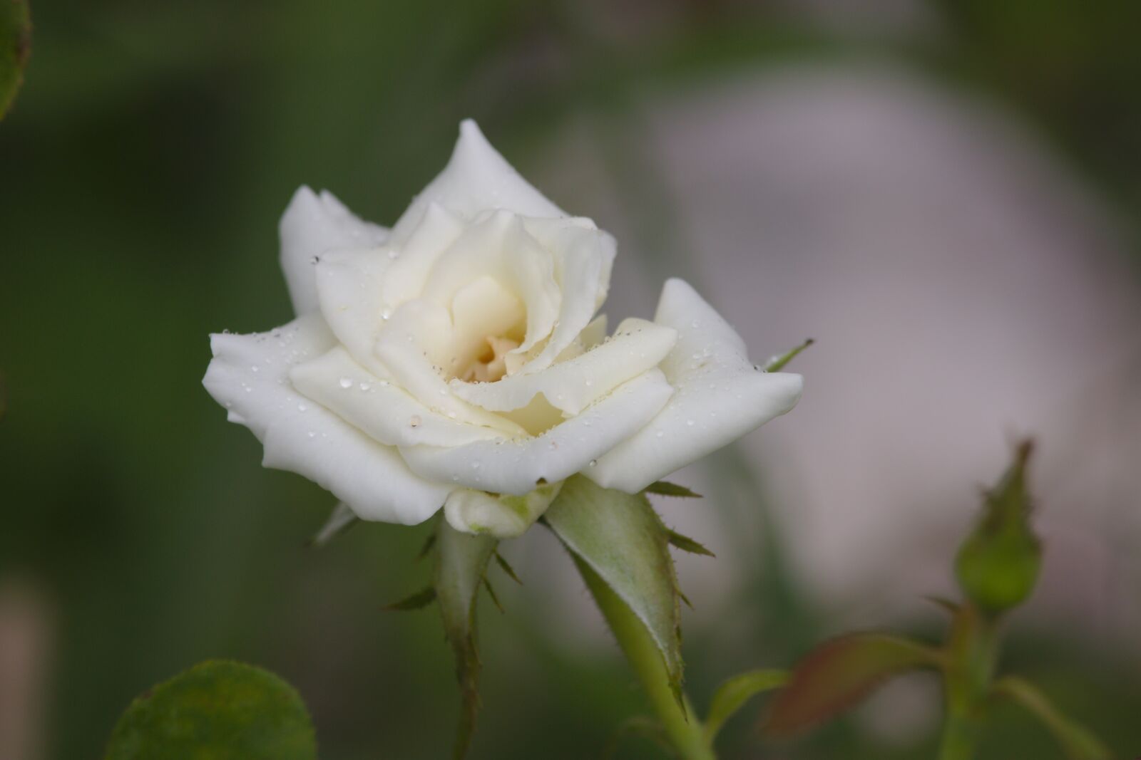 Canon EF-S 55-250mm F4-5.6 IS STM sample photo. Rose, white, rain photography