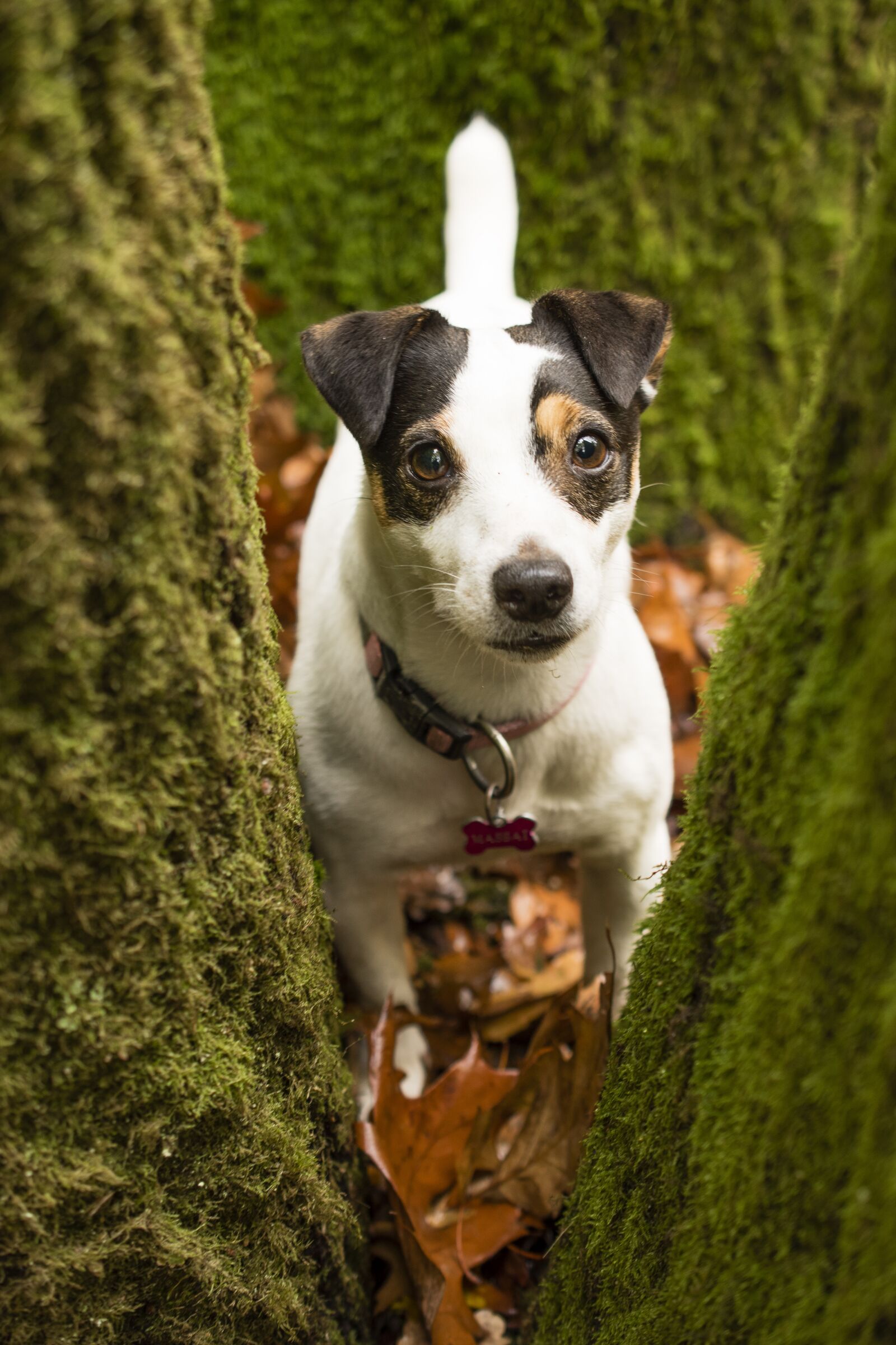 Nikon D5600 sample photo. Jack russel, dog, terrier photography