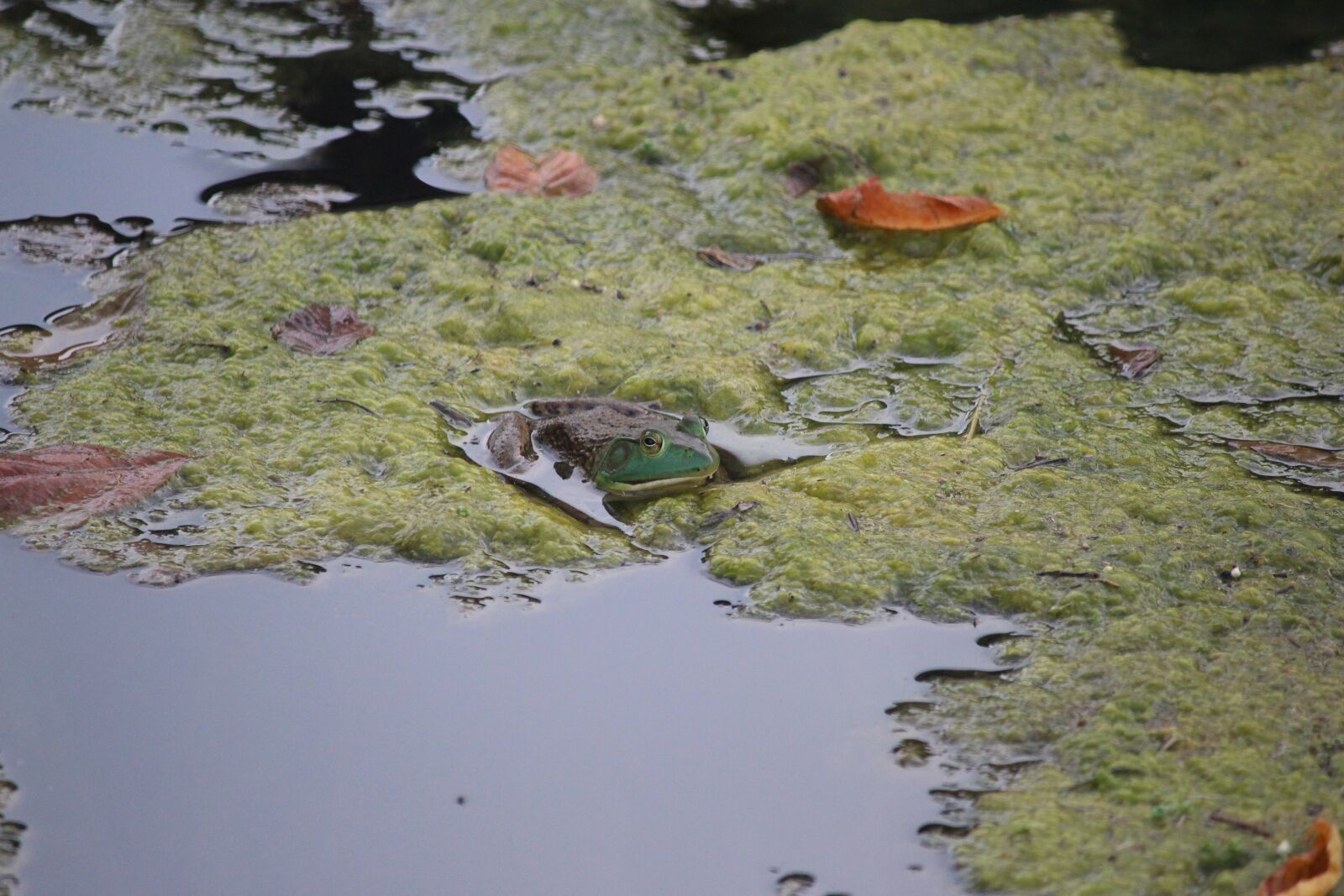 Canon EOS 700D (EOS Rebel T5i / EOS Kiss X7i) + Canon EF-S 55-250mm F4-5.6 IS sample photo. Frog, water, amphibian photography