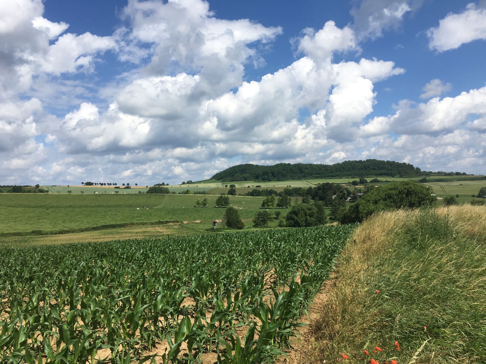 iPhone SE back camera 4.15mm f/2.2 sample photo. Corn, clouds, sky photography