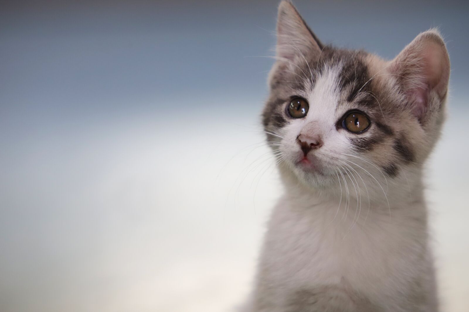 Canon EF 70-200mm F2.8L USM sample photo. Cat, kitten, street cat photography