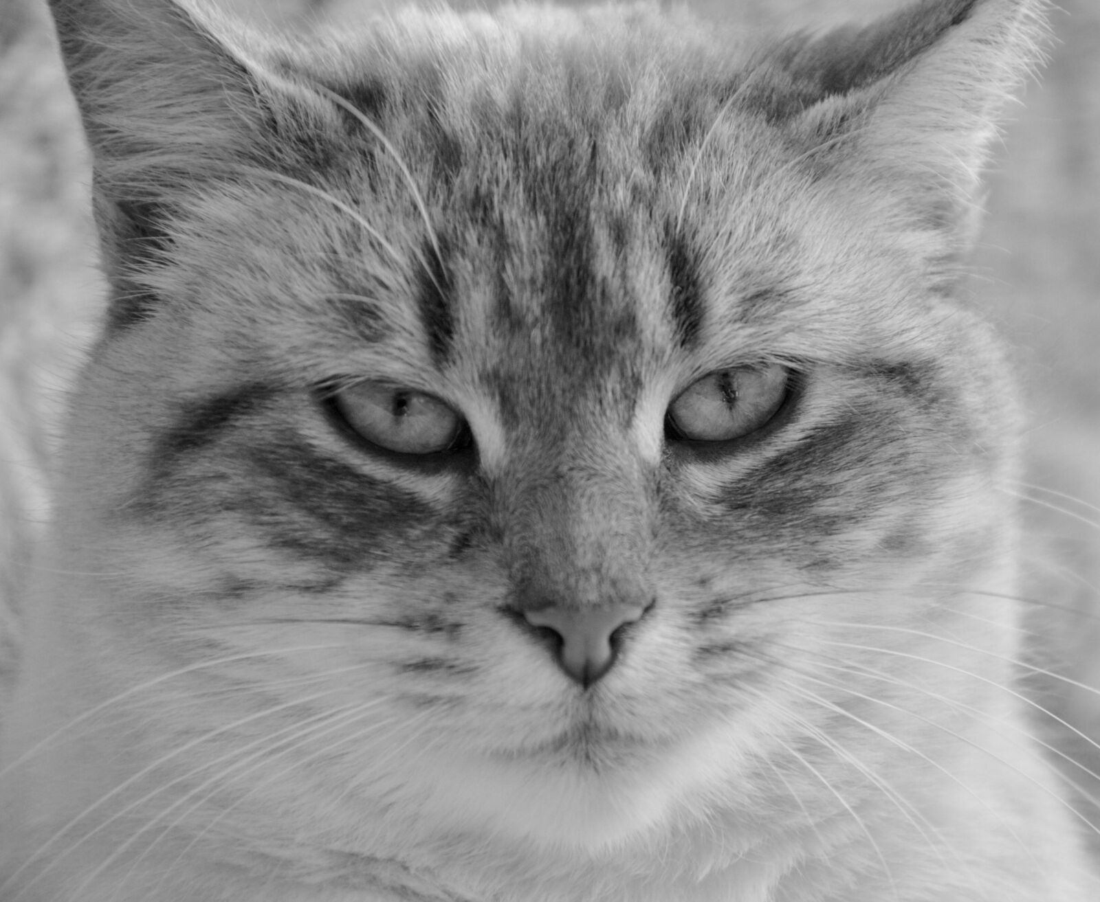 Nikon D5200 sample photo. Cat, head cat, photo photography