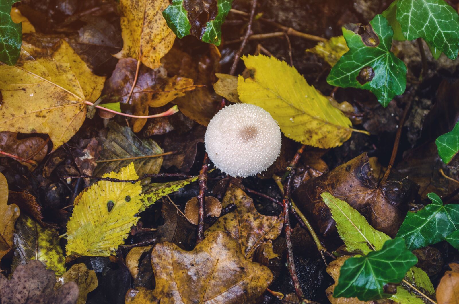 Nikon D5100 sample photo. Mushroom, autumn, nature photography