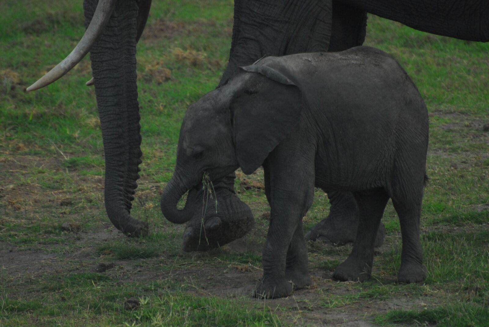 Nikon D200 sample photo. Earth hour, conservation, nature photography