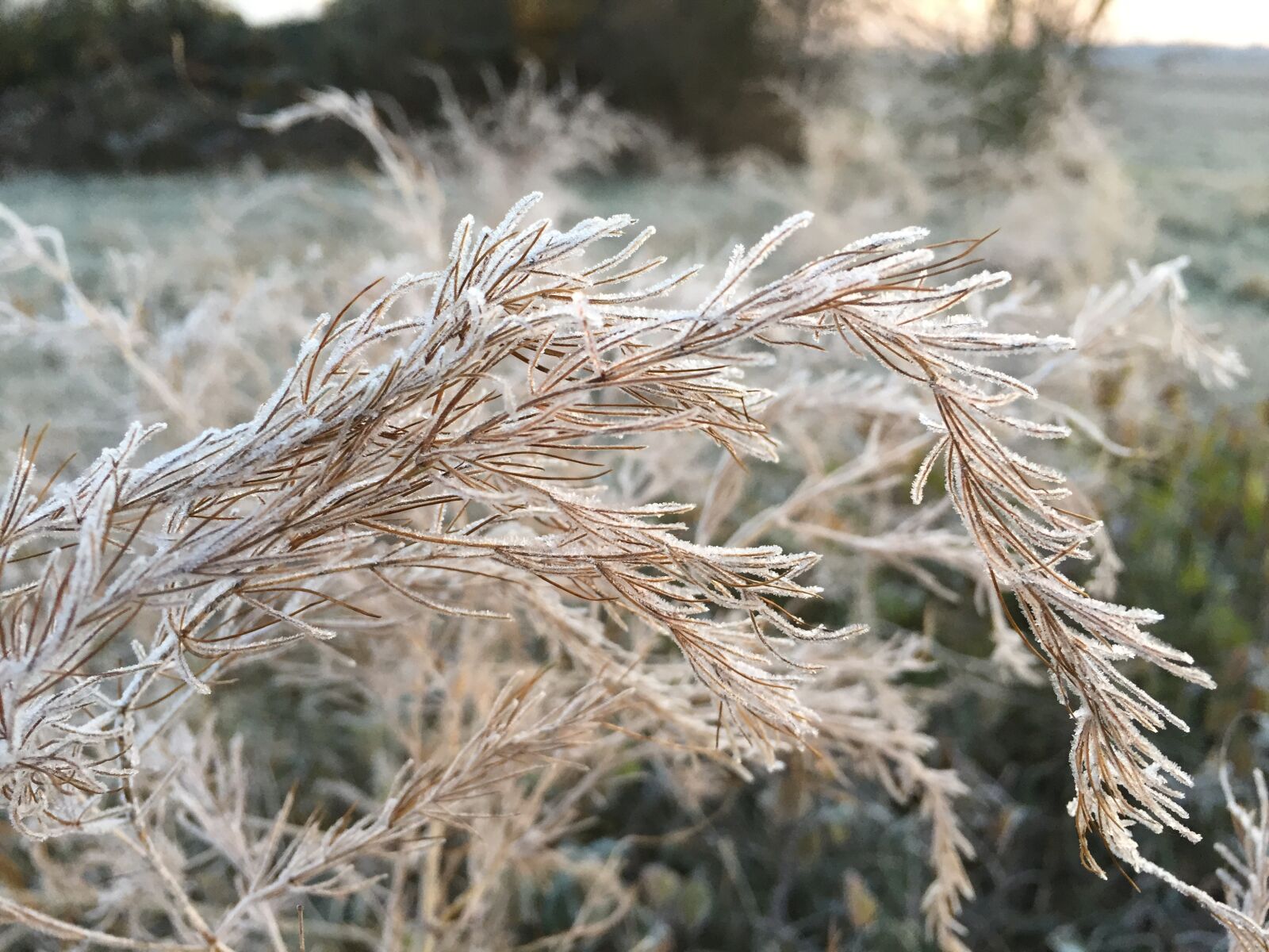 iPhone 6 back camera 4.15mm f/2.2 sample photo. Winter, frost, frozen photography
