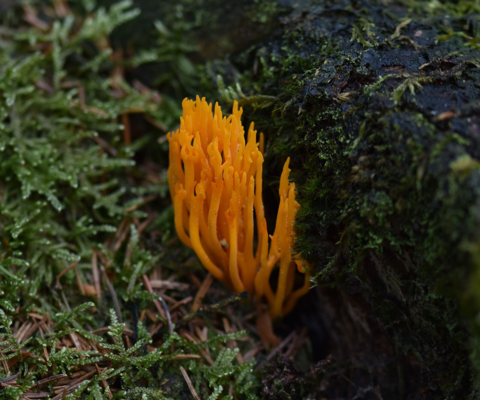 Nikon D5600 sample photo. Fungus, flame, stem photography