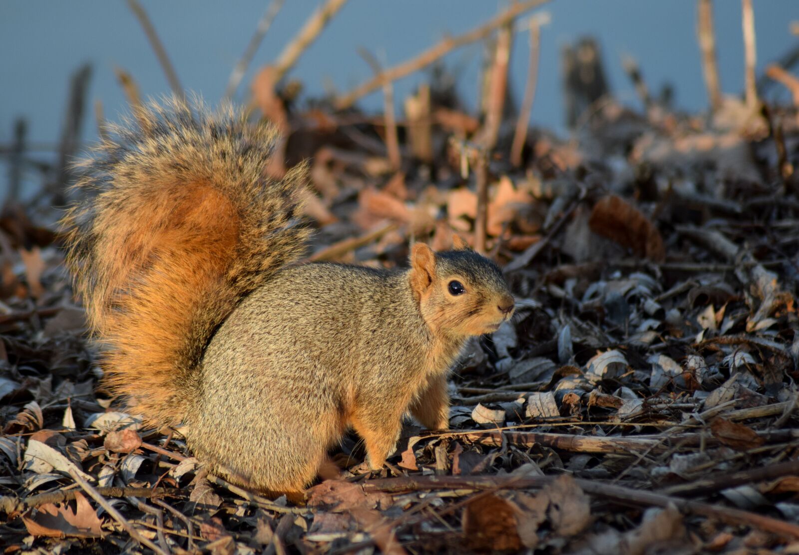 Nikon D3300 sample photo. Squirrel, animal, nature photography