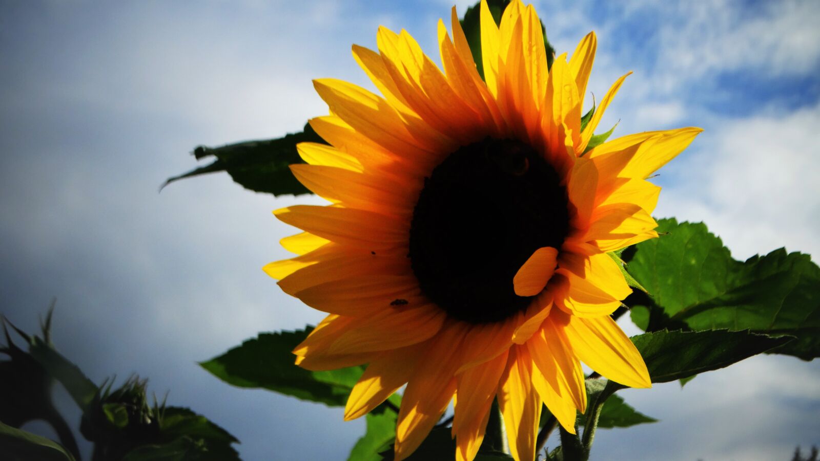 Sony Cyber-shot DSC-HX300 sample photo. Sunflower, flower, yellow photography