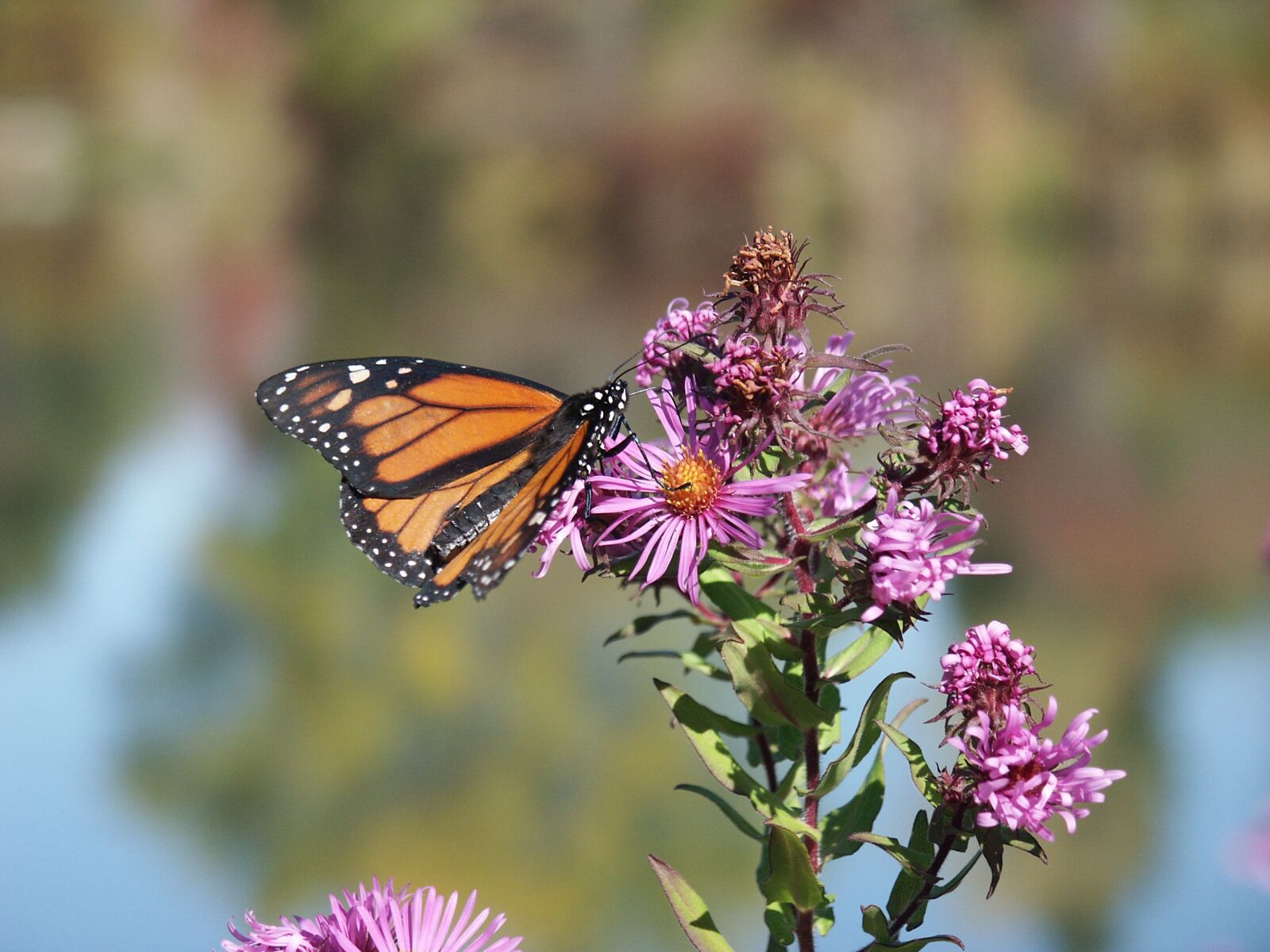 KONICA MINOLTA DiMAGE 7i sample photo. Garden, monarch, butterfly photography