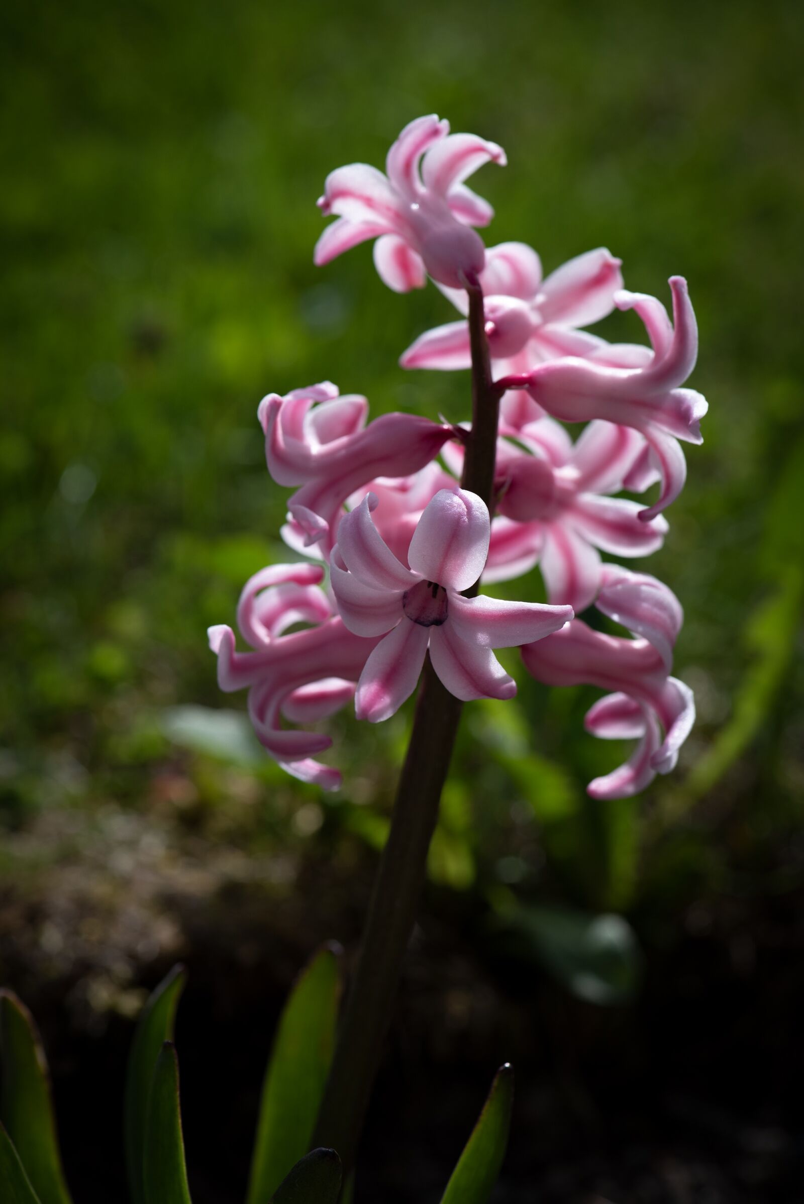 Nikon D750 sample photo. Hyacinth, pink, flower photography