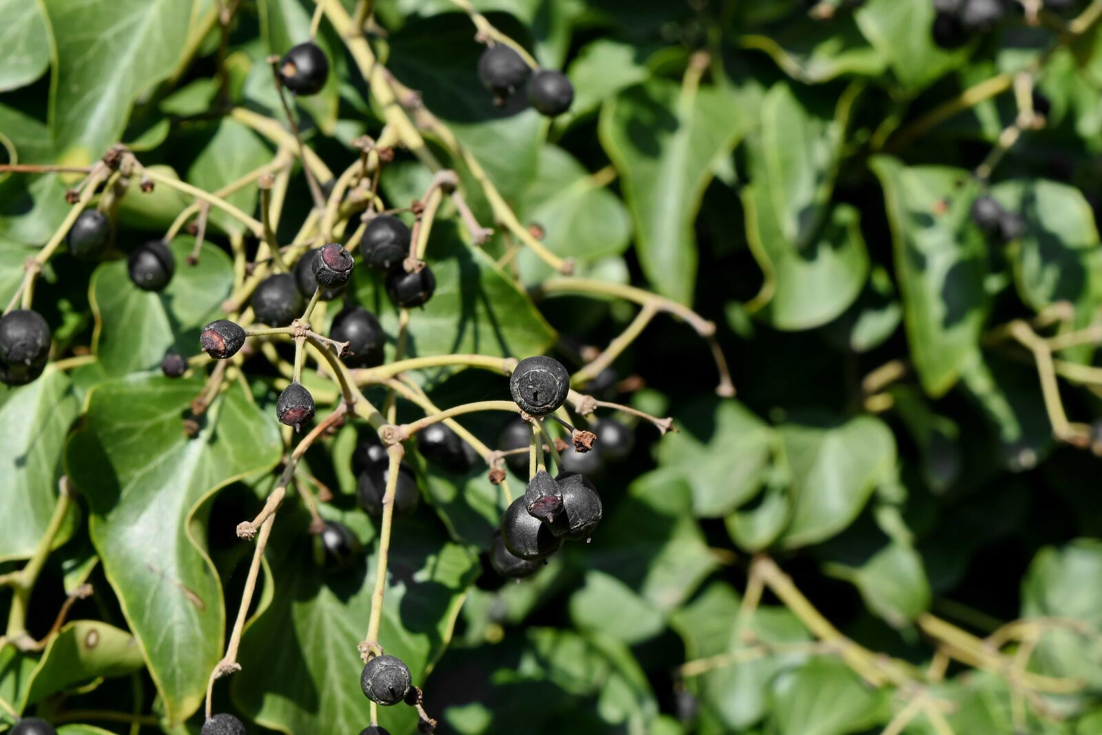 Nikon D5500 sample photo. Cluster, leaf, nature, color photography