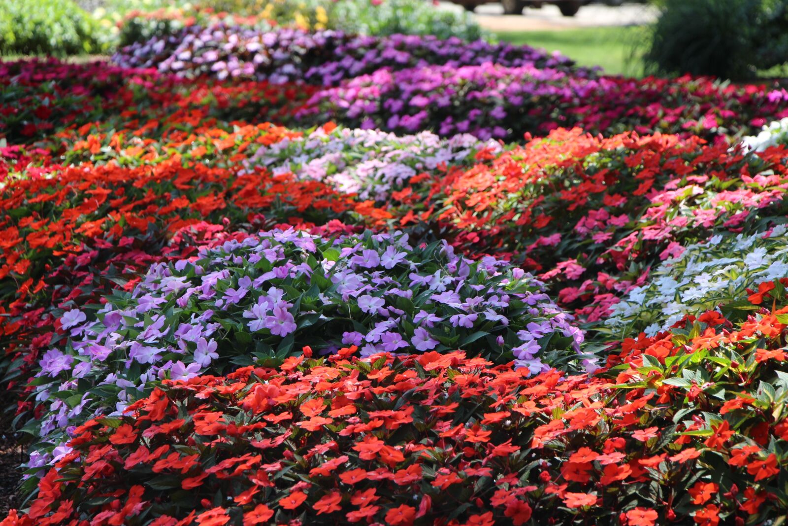 Canon EOS 700D (EOS Rebel T5i / EOS Kiss X7i) sample photo. Park, garden, flowers photography