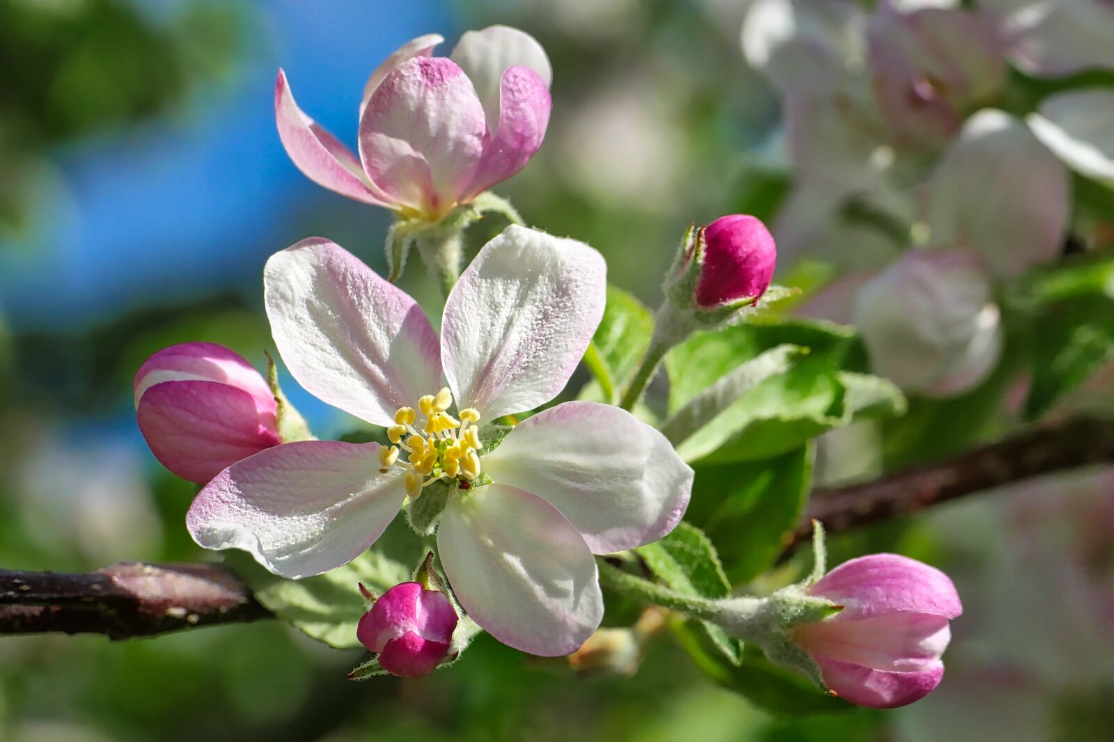 Panasonic Lumix DMC-GX8 sample photo. Flower, nature, plant photography