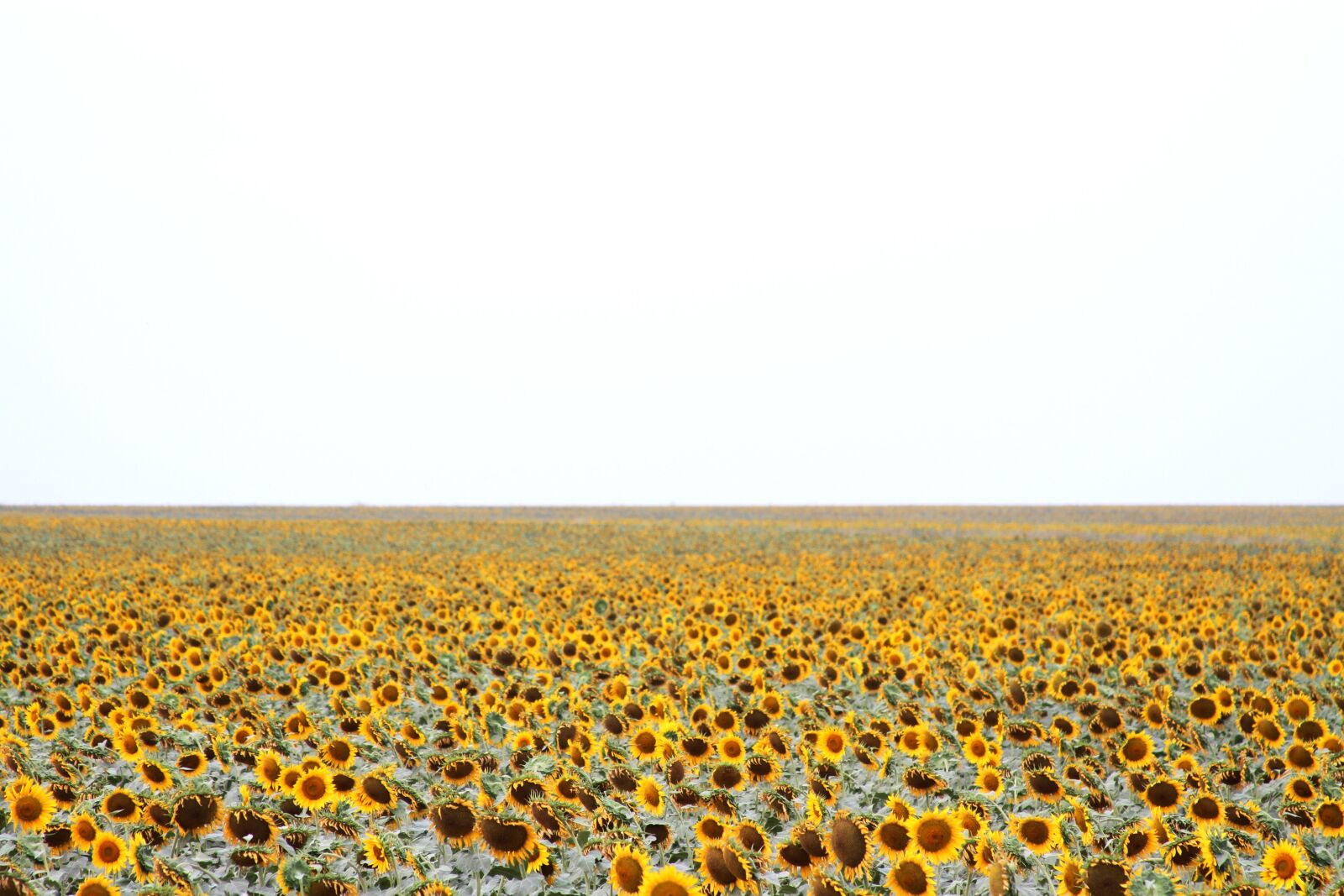 Canon EOS 7D sample photo. Sunflower, fields, flowers photography