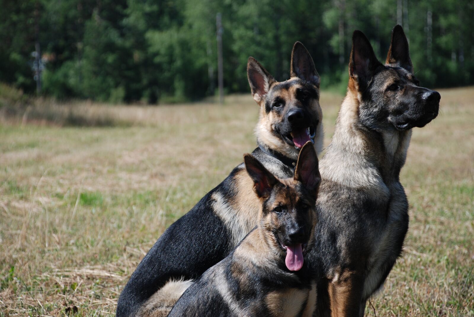 Nikon D80 sample photo. Dog, animals photography