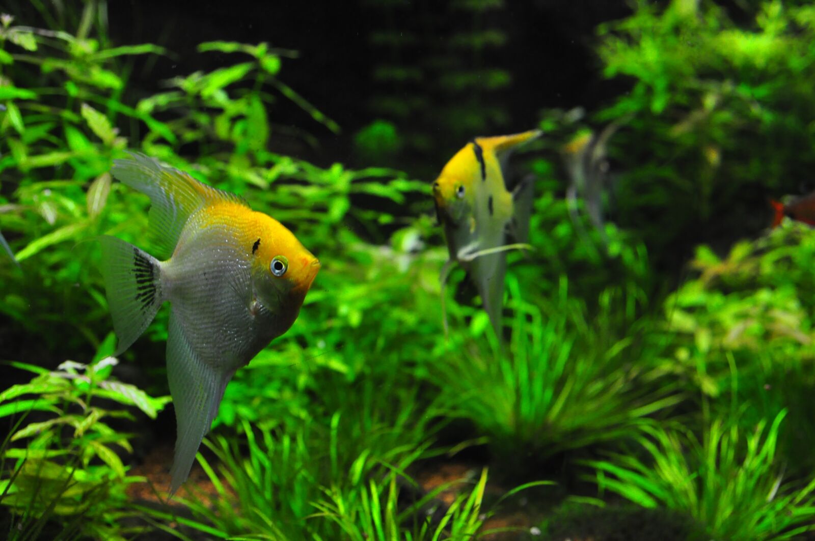 Nikon D90 sample photo. Fish, tank, aqua photography