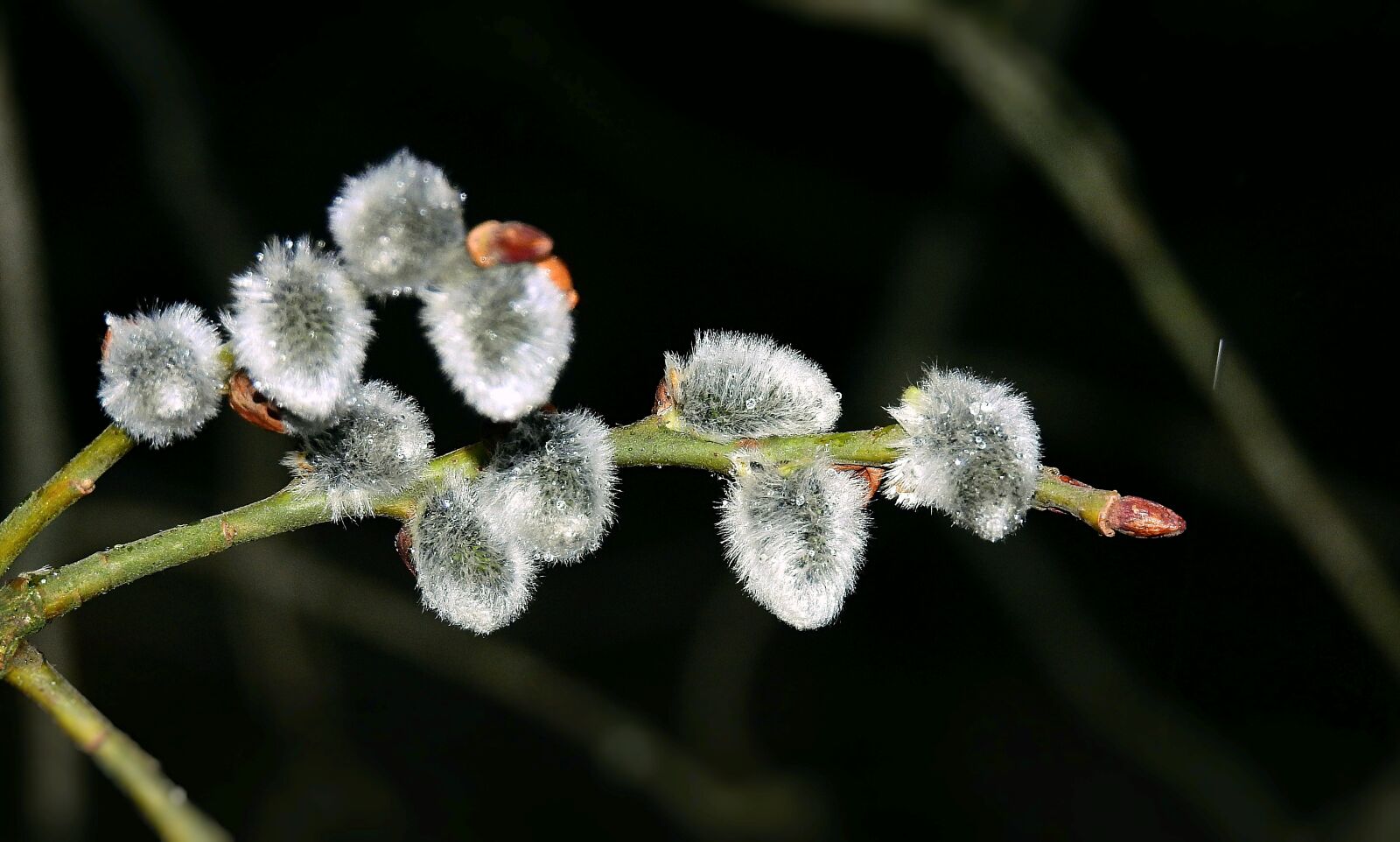 Nikon Coolpix P900 sample photo. The basis of, early photography