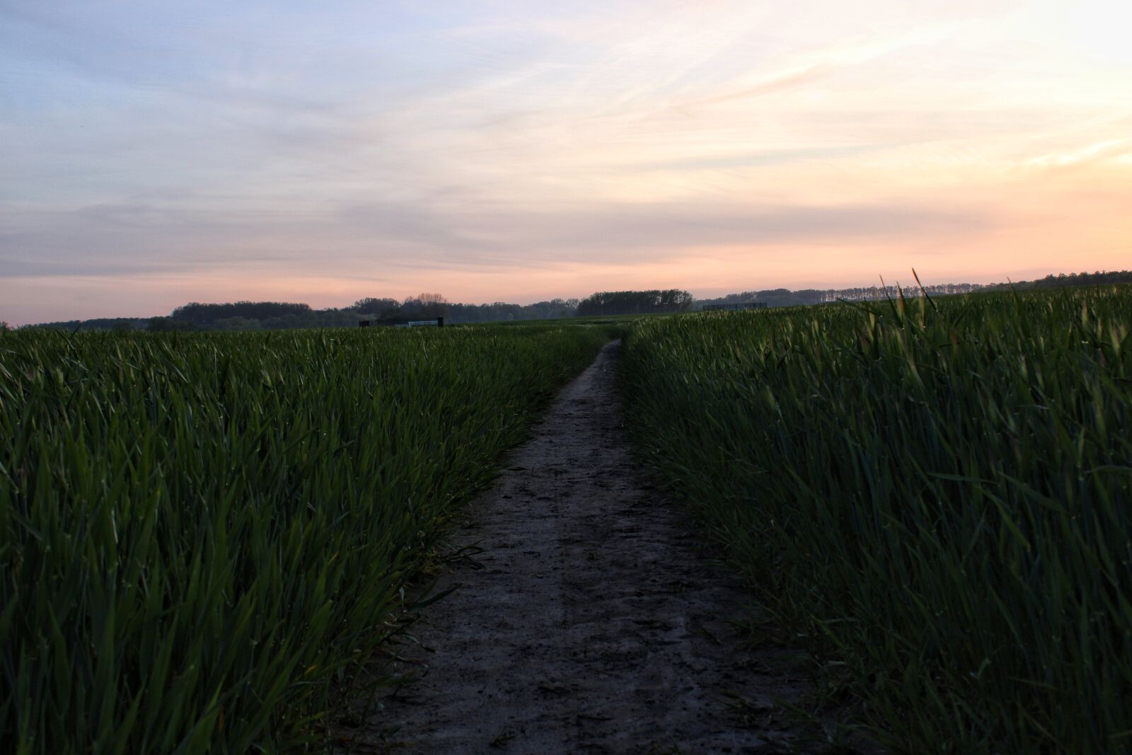 Canon EOS 2000D (EOS Rebel T7 / EOS Kiss X90 / EOS 1500D) sample photo. Away, grass, field photography