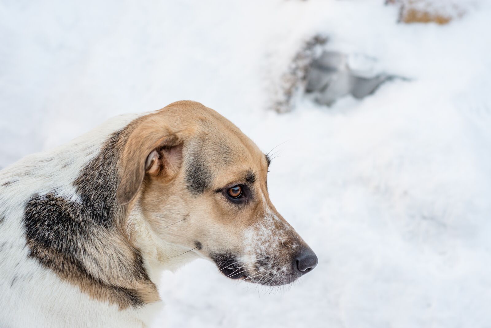 Nikon D7200 sample photo. Dog, winter, day photography