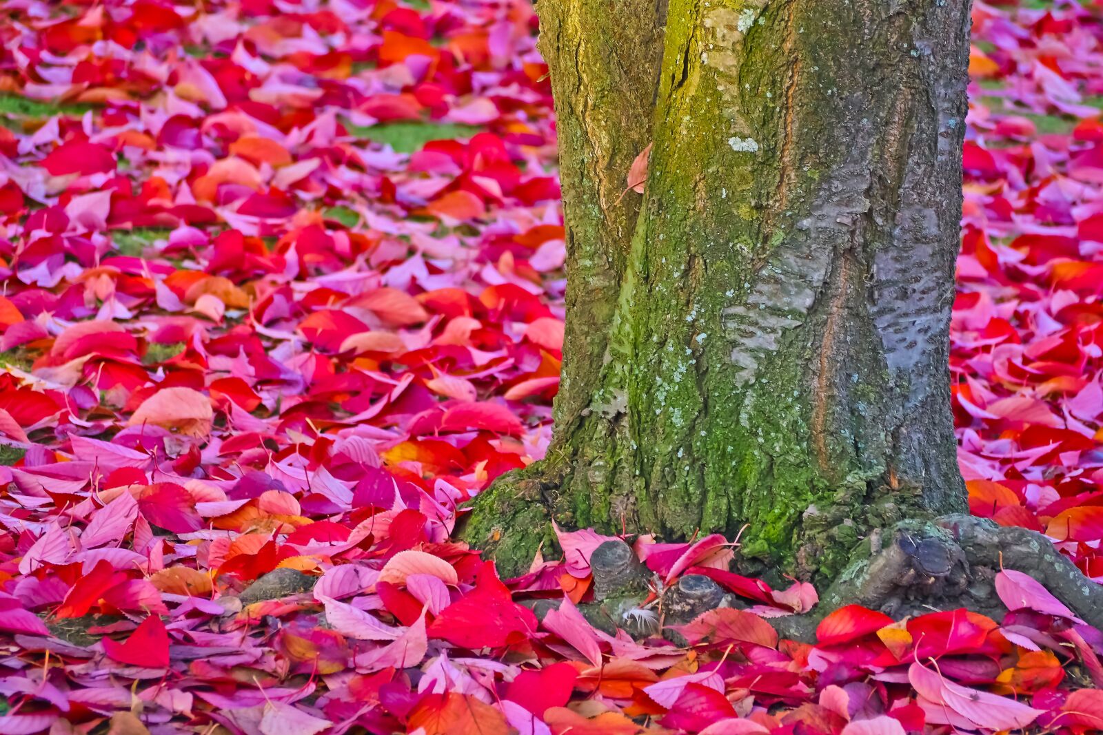 Olympus OM-D E-M10 sample photo. Autumn, red, leaves photography