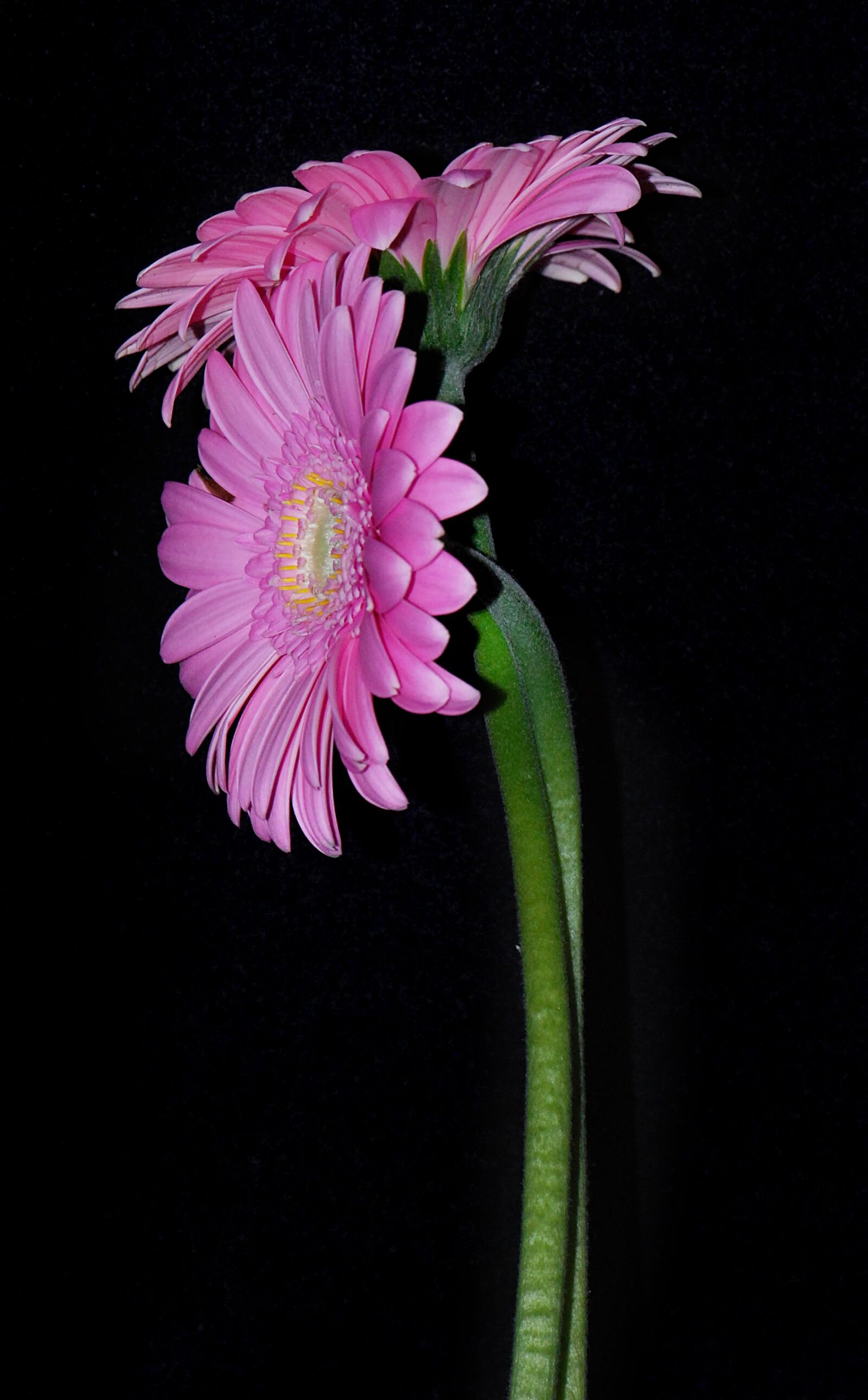 Nikon D60 sample photo. Flower, gherbera, rosa photography