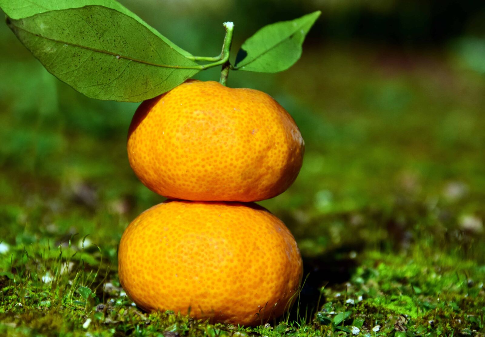 Nikon D3300 sample photo. Fruit, citrus, tangerine, mandarin photography