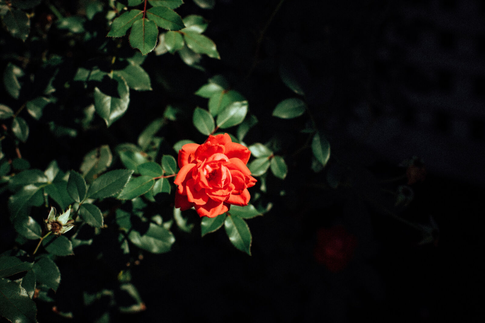 Canon EOS 5D Mark II sample photo. Flower, garden, nature, outdoors photography