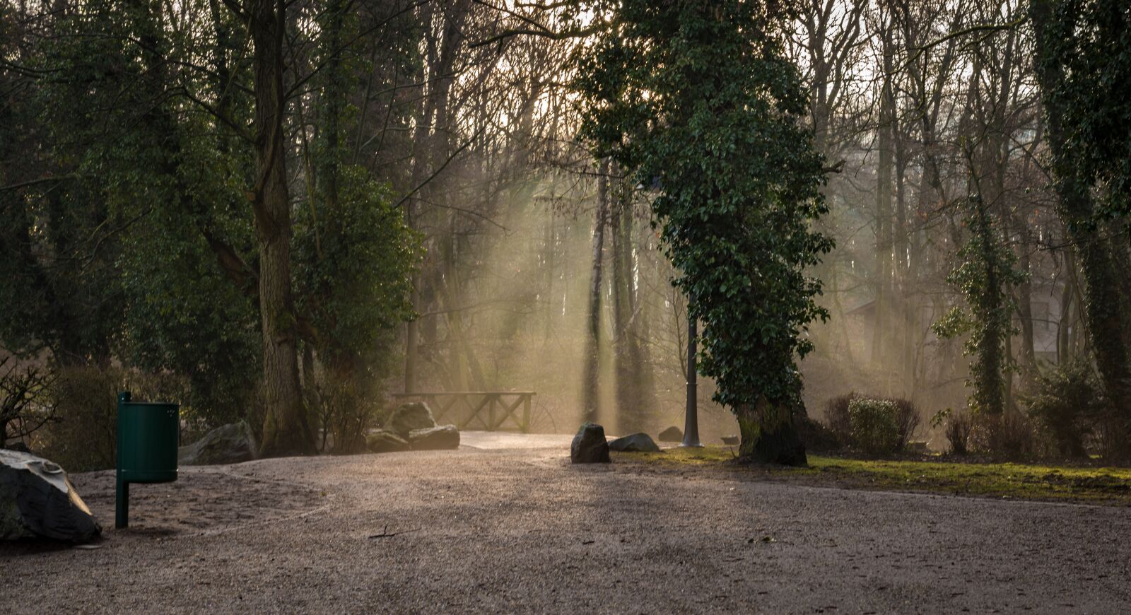 Nikon D750 sample photo. Tree, fog, wood photography