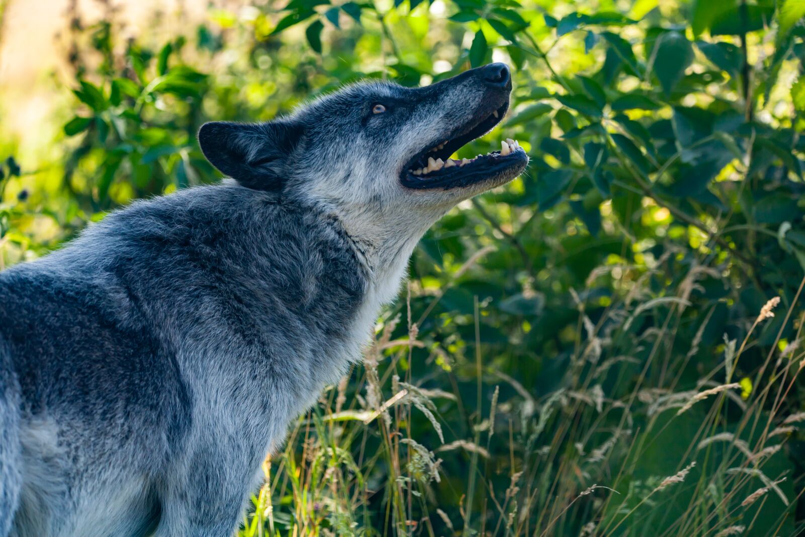 150-600mm F5-6.3 DG OS HSM | Contemporary 015 sample photo. Howling wolf, canadian timber photography