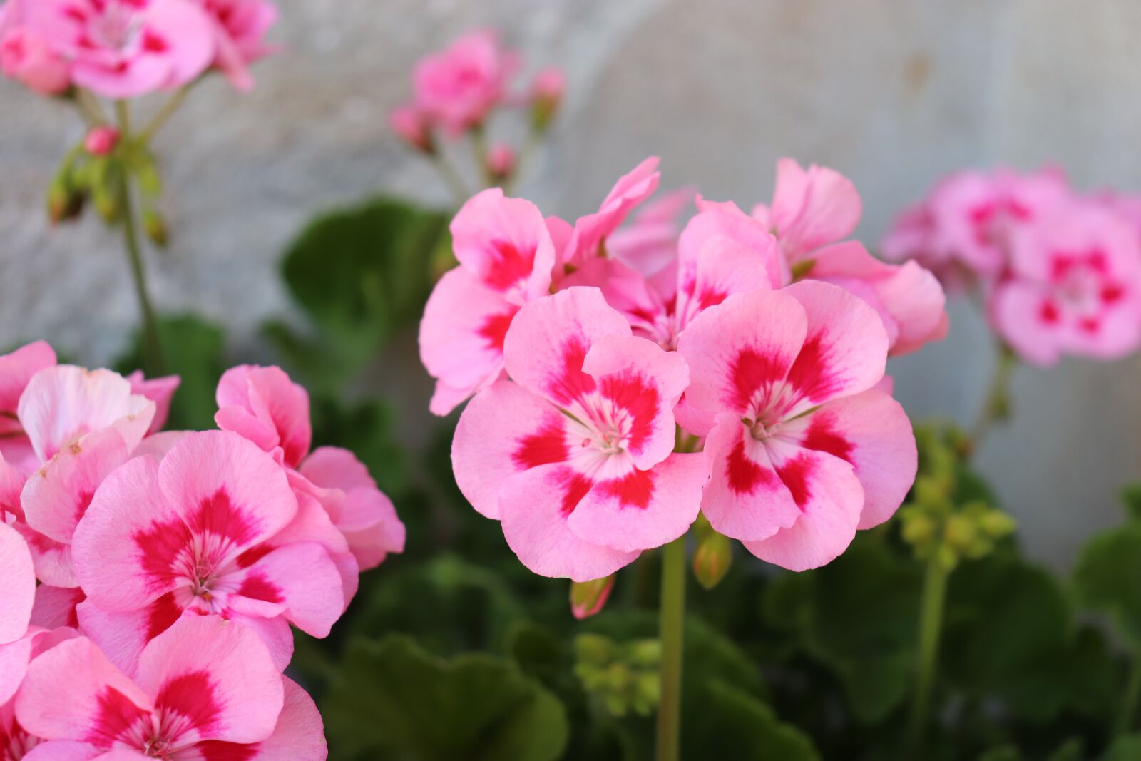 Canon EOS 800D (EOS Rebel T7i / EOS Kiss X9i) sample photo. Geranium, bright pink, heart photography