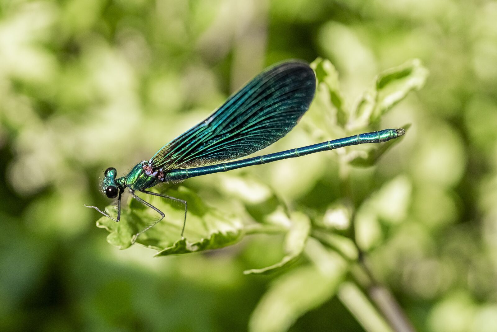 Sony a7 II + Sony FE 50mm F2.8 Macro sample photo. Insect, nature, dragonfly photography