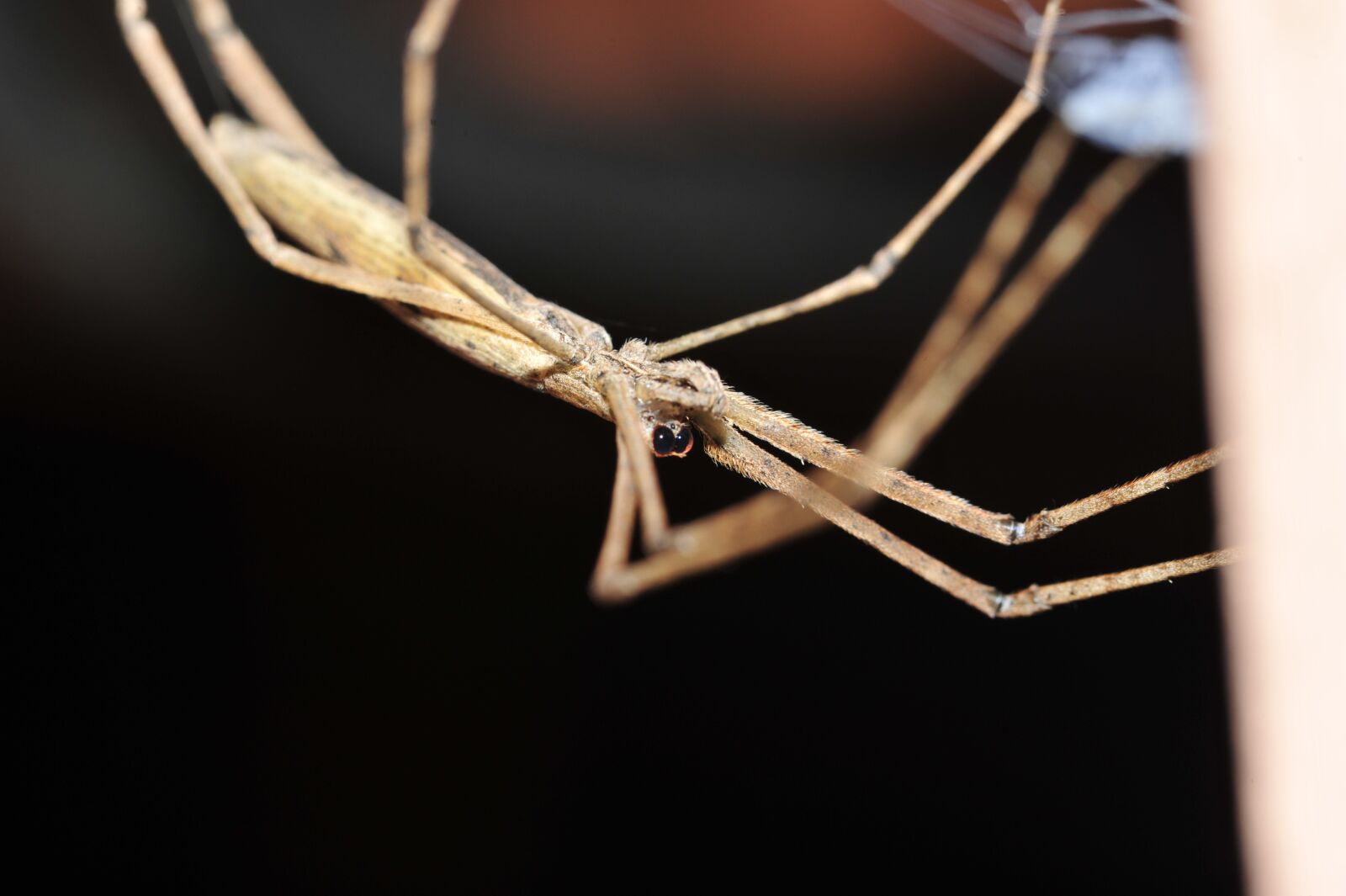 Nikon D700 sample photo. Spider, cobweb, animals photography