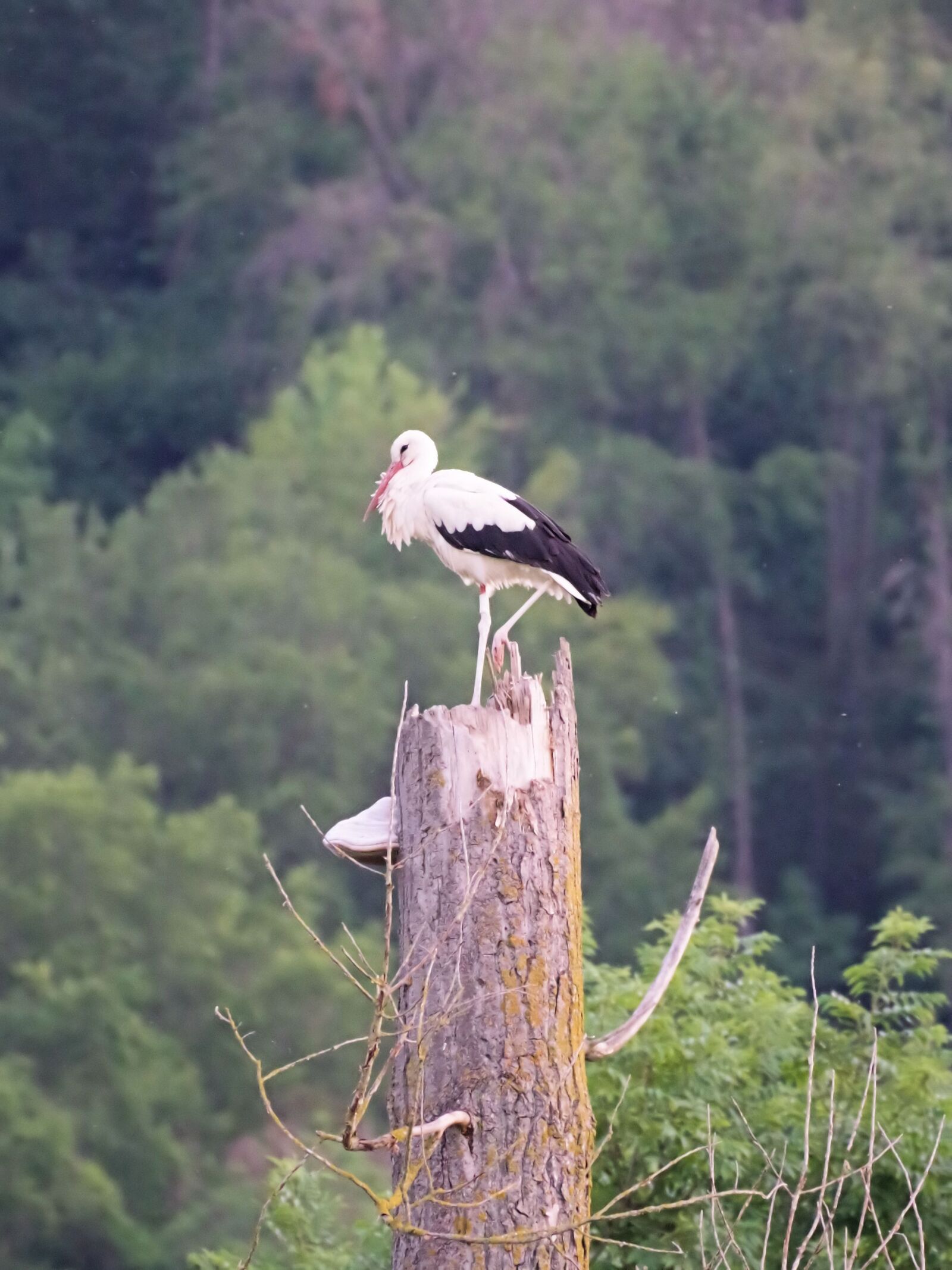 Pentax K-70 sample photo. Storks, nature, rattle stork photography