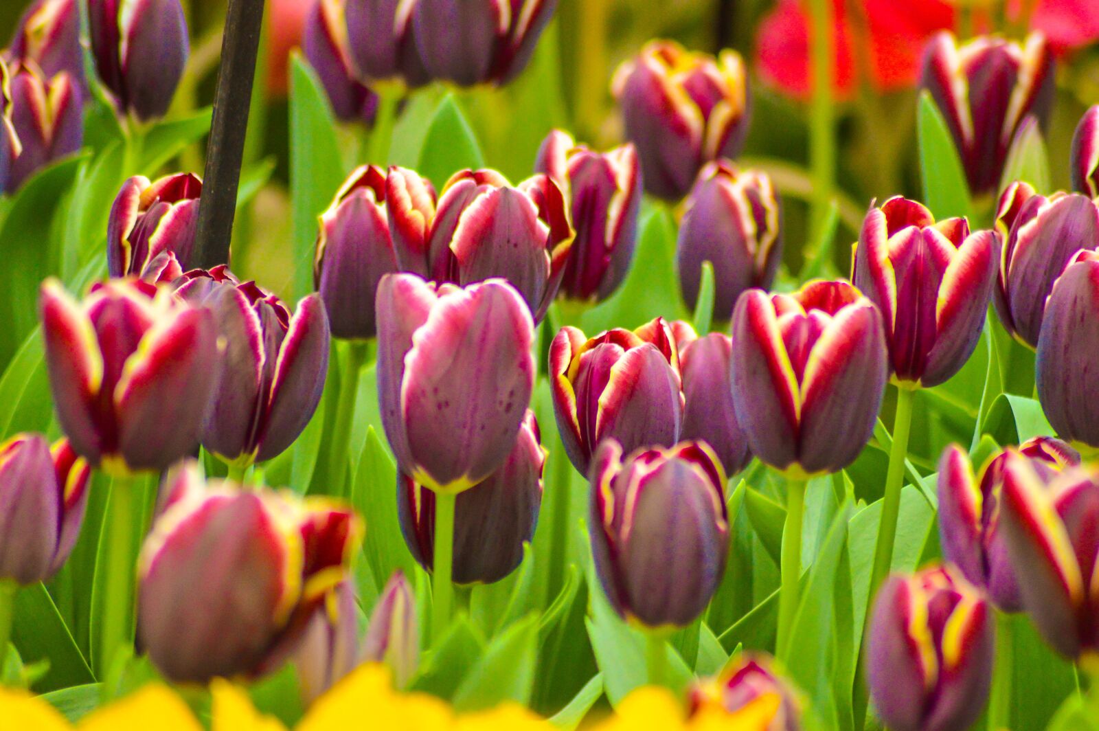 Nikon D3200 sample photo. Tulips, keukenhof, flower photography