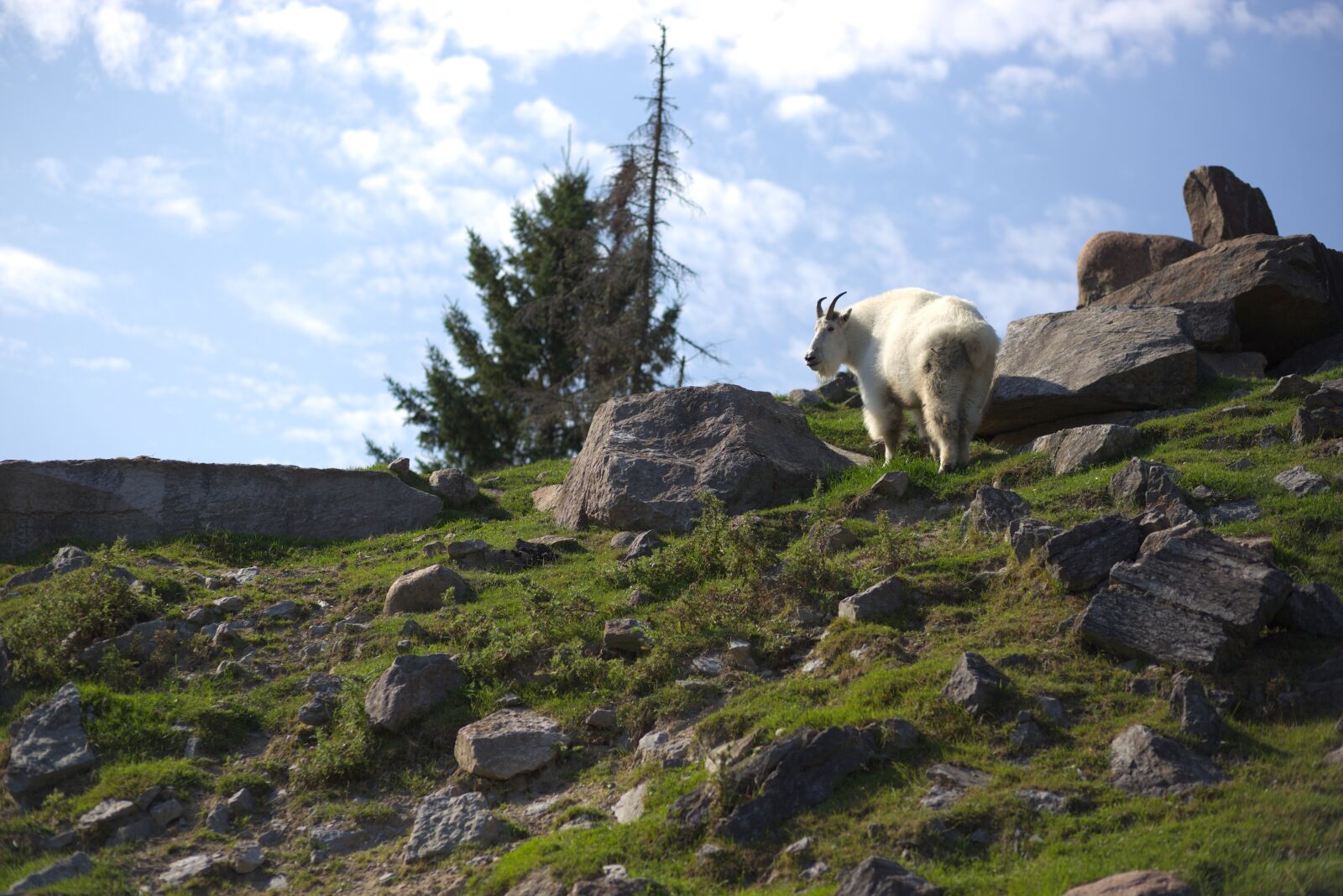 Canon EF 85mm F1.8 USM sample photo. Mountain goat, goat, horns photography