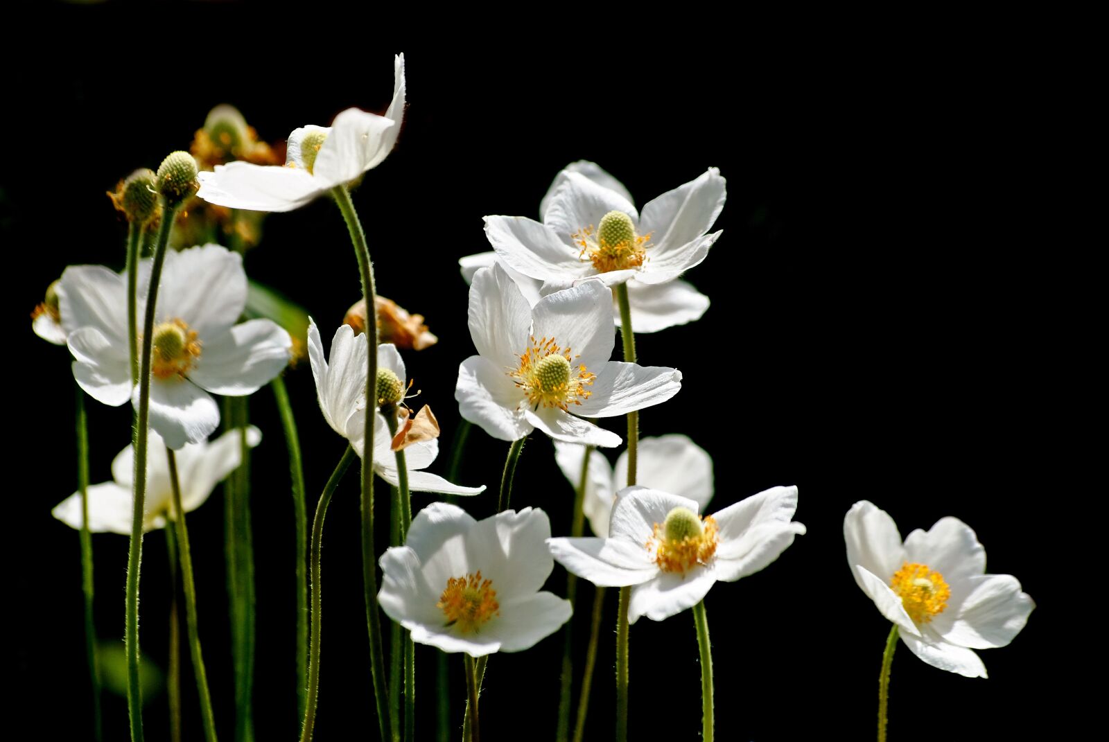 Nikon D80 sample photo. Flower, plant, nature photography