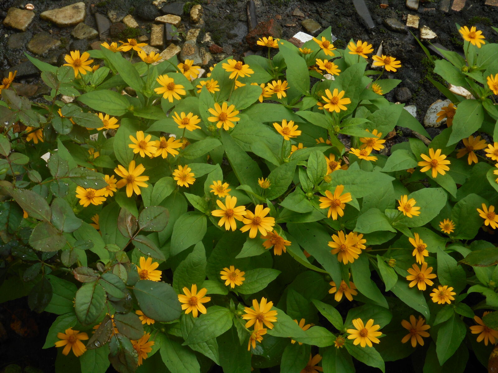 Nikon Coolpix S3700 sample photo. Beautiful, flowers, yellow, flowers photography