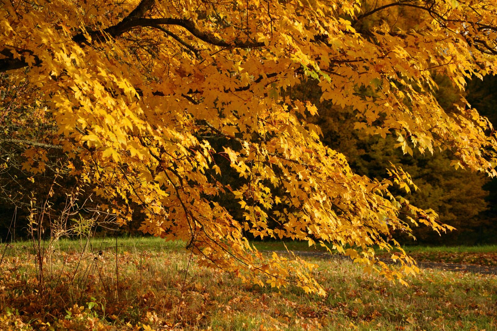 Nikon D5200 sample photo. Autumn tree, emerge, autumn photography