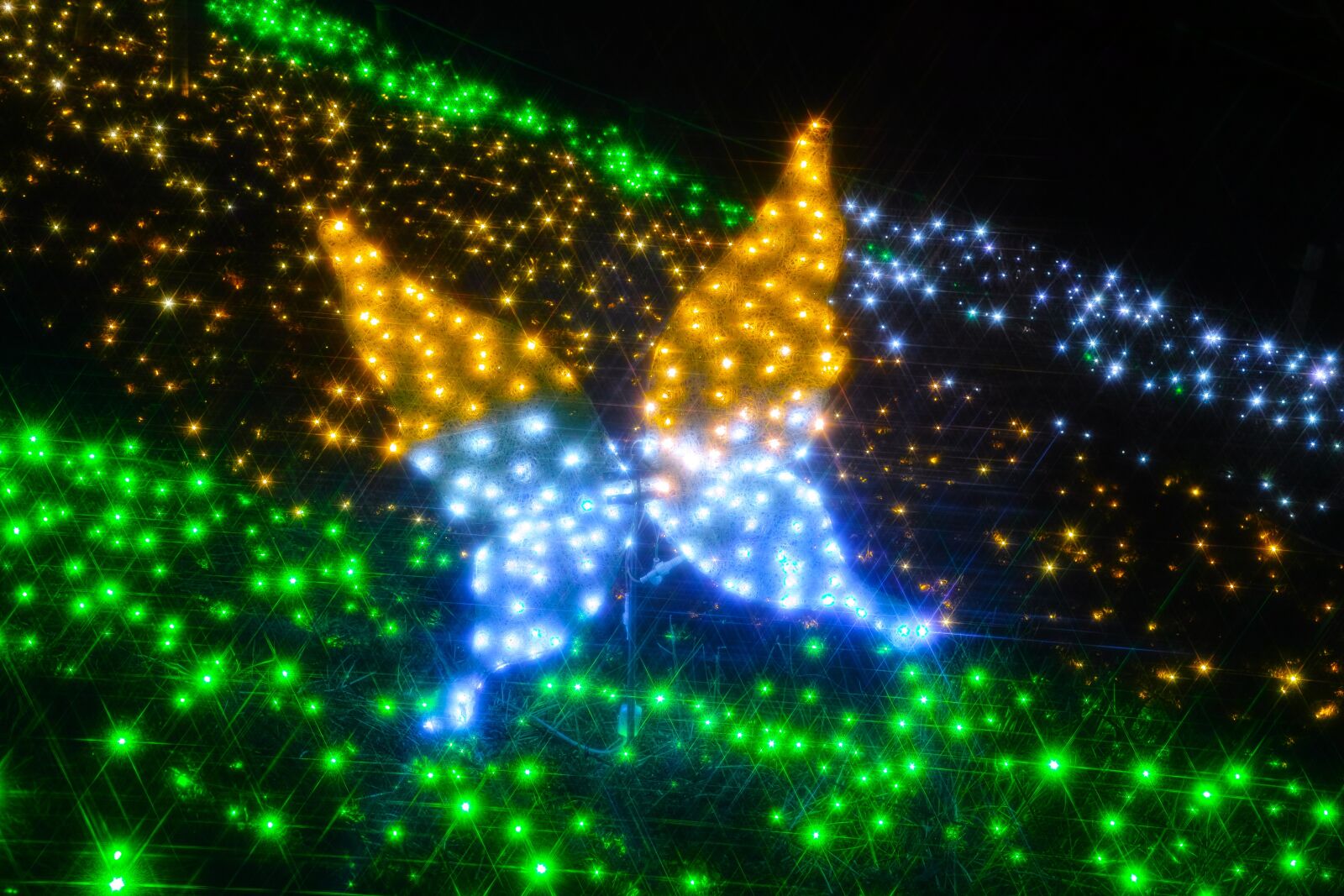 Sigma DP3 Merrill sample photo. Illumination, butterfly, light photography