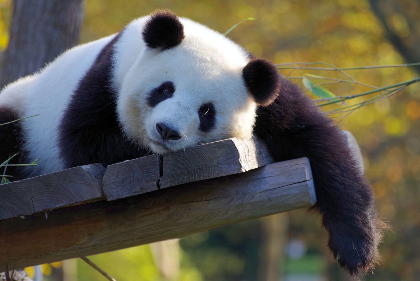Pentax K-30 sample photo. Panda, china, bamboo photography