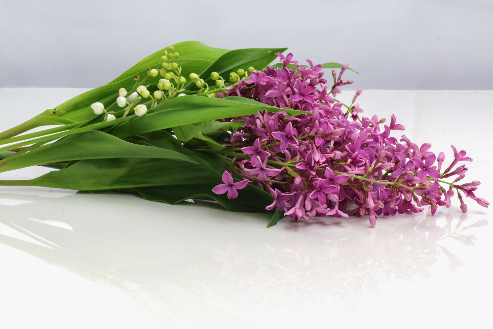 Canon EOS 70D + Canon EF 50mm F1.8 STM sample photo. Thrush, lilac, flower photography