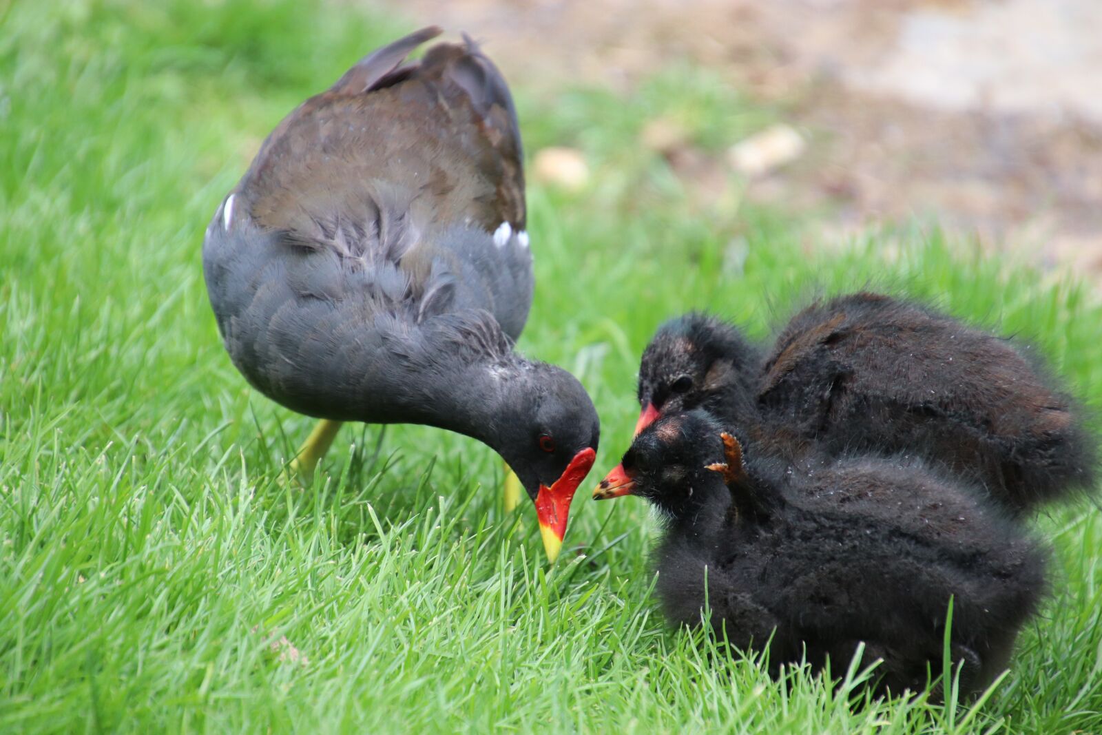 Canon EOS 800D (EOS Rebel T7i / EOS Kiss X9i) sample photo. Moorhen, chickens, small photography